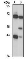 NUP43 Antibody