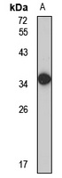 OR1A1 Rabbit Polyclonal Antibody
