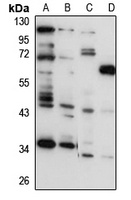 OSTM1 Rabbit Polyclonal Antibody