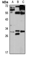 PAFAH1B2 Rabbit Polyclonal Antibody