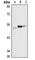 PAPD4 Rabbit Polyclonal Antibody