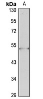PCOLCE Rabbit Polyclonal Antibody