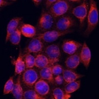 PDE6D Rabbit Polyclonal Antibody