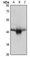 PDHA2 Rabbit Polyclonal Antibody