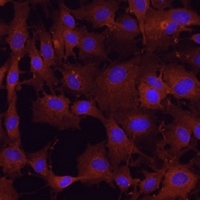 PDHA2 Rabbit Polyclonal Antibody