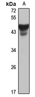 Pellino-1 Rabbit Polyclonal Antibody