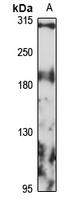Plexin-A3 Rabbit Polyclonal Antibody