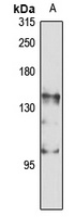 DNA Polymerase gamma 1 Rabbit Polyclonal Antibody