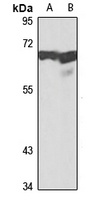 DNA Polymerase lambda Rabbit Polyclonal Antibody