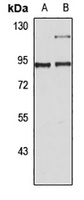 PGC1 alpha Rabbit Polyclonal Antibody