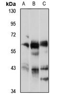 AMPK alpha 1/2 Antibody