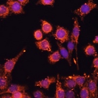 AMPK alpha 1/2 Antibody