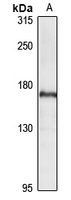 PRX Antibody