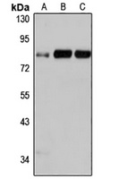 PSD2 Antibody