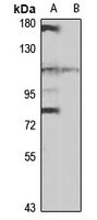 PTPase-MEG1 Rabbit Polyclonal Antibody