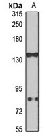 GLEPP1 Rabbit Polyclonal Antibody