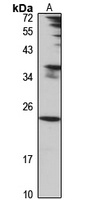PTRH1 Antibody