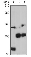 PZP Rabbit Polyclonal Antibody