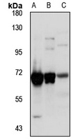 RBM39 Rabbit Polyclonal Antibody