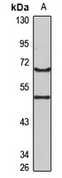 REC8 Antibody