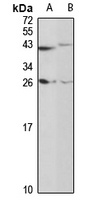 REG1A Antibody