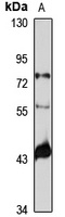 RENBP Rabbit Polyclonal Antibody
