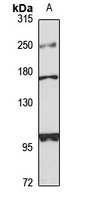 RERE Rabbit Polyclonal Antibody