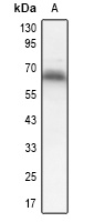 Dorfin Rabbit Polyclonal Antibody