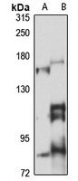 ROBO3 Rabbit Polyclonal Antibody