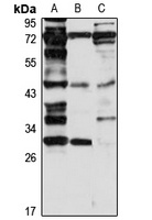 RPUSD4 Rabbit Polyclonal Antibody