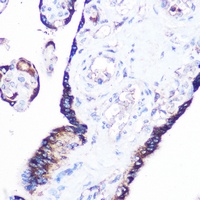 Rag A Rabbit Polyclonal Antibody