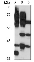 GPR100 Rabbit Polyclonal Antibody