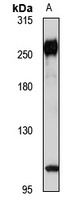 Scribble Rabbit Polyclonal Antibody