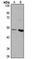 SCRN3 Rabbit Polyclonal Antibody