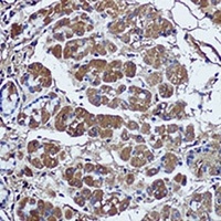 SFRP1 Antibody