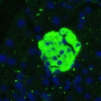 SARP3 Antibody