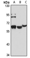 CD329 Rabbit Polyclonal Antibody