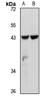 SLC14A1 Antibody