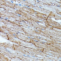 SLC14A1 Antibody
