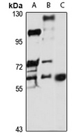 PAHT Antibody