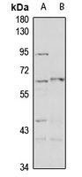 PAHT Antibody
