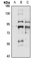 SLC44A2 Rabbit Polyclonal Antibody