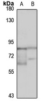 SLCO2B1 Antibody