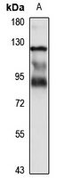 Smurf2 Rabbit Polyclonal Antibody