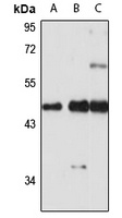 SNX15 Antibody