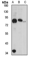 SOGA1 Rabbit Polyclonal Antibody