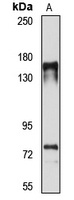Cytospin-A Antibody
