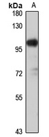 Stim2 Rabbit Polyclonal Antibody