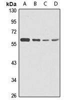 STK4 Rabbit Polyclonal Antibody