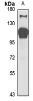 Striatin-3 Rabbit Polyclonal Antibody